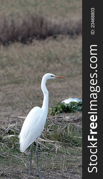 White heron near a lake