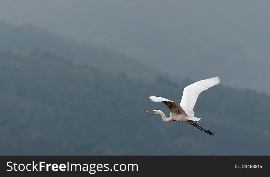 White heron near a lake