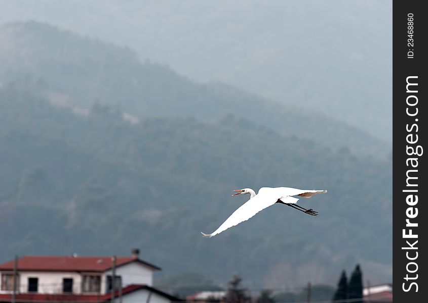 White heron near a lake