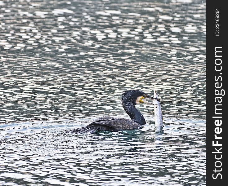 Detail of a cormorant in the sea