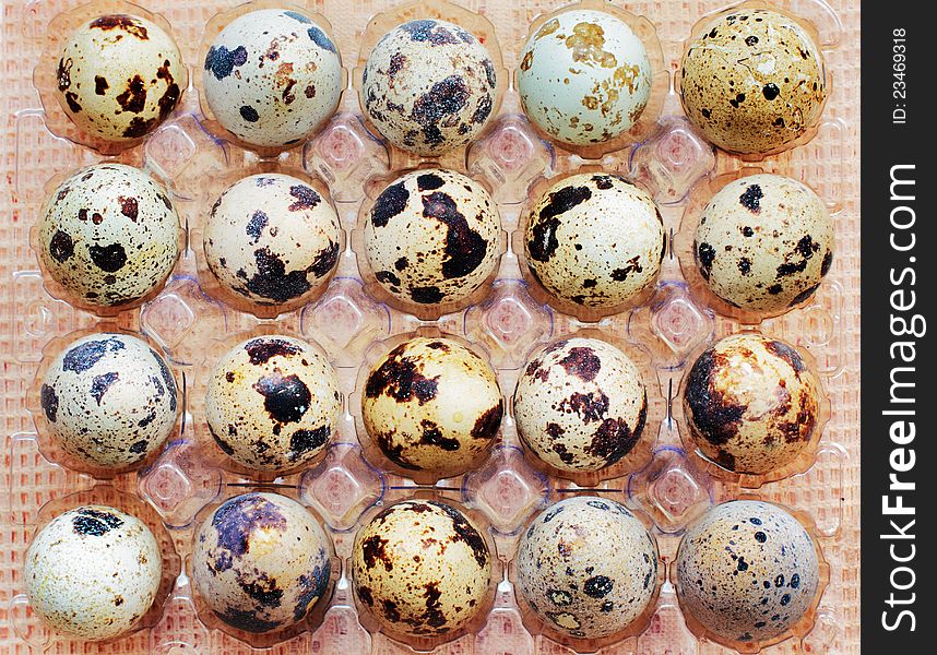 Trail of spotty raw quail eggs. Trail of spotty raw quail eggs