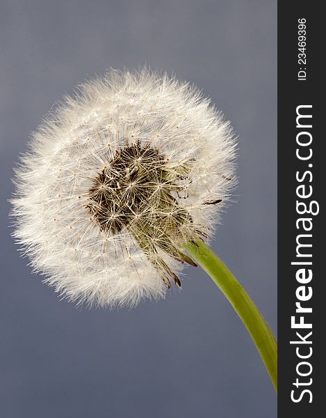 Nice close up shot of a perfect dandelion shot on a blue background. Nice close up shot of a perfect dandelion shot on a blue background.