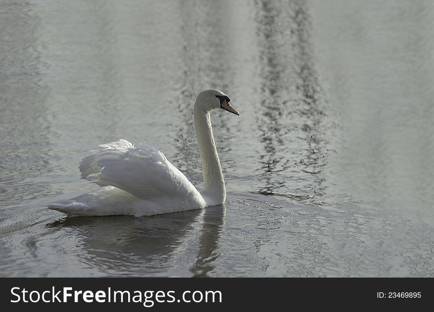 Swan at the pond in the spring morning. Swan at the pond in the spring morning.