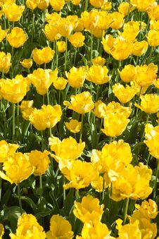 Yellow Tulips Stock Photography