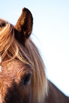 The Soul Of A Horse Royalty Free Stock Photo