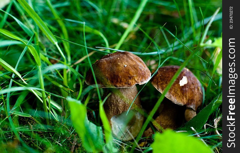 Wild mushrooms (boletus) in the grass.