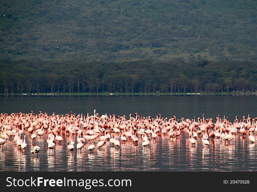 Flamingos in Lake Nakuru, Kenya
