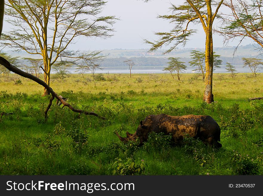 Rhino in the wild, Lake Nakuru, Kenya