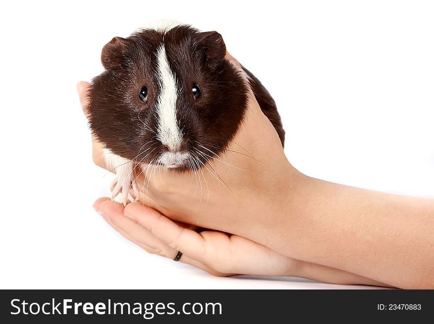 Guinea pigs on hands on a white background