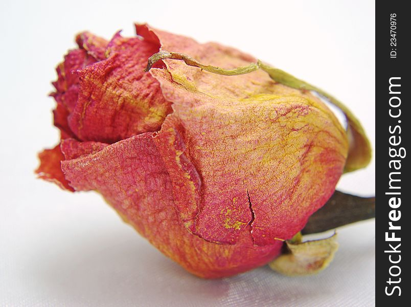 Close up of a dried rose corsage. Close up of a dried rose corsage