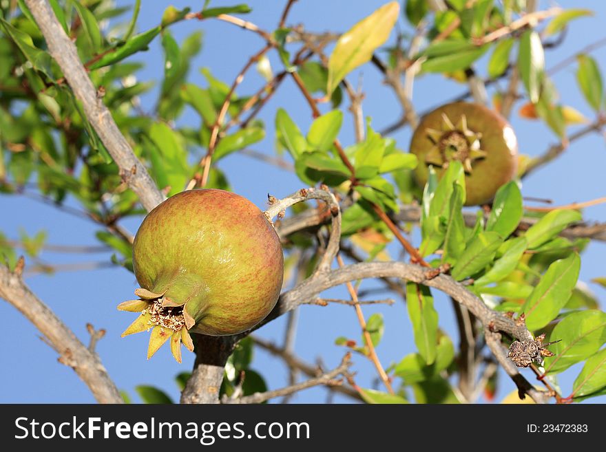 Pomegranate tree, closeup of a pomegranate