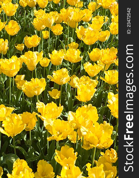 Spring field of yellow tulips under bright sunshine.