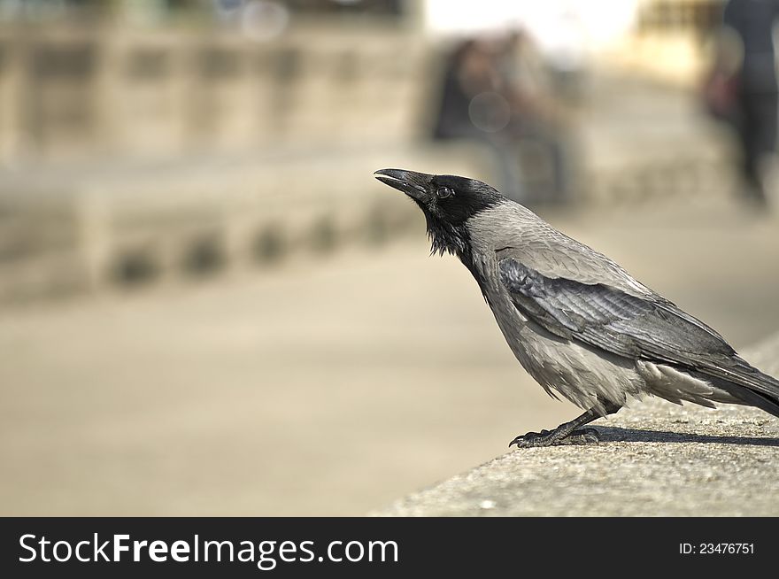 Photo of a black / gray colored crow leaning forward, on very shallow depth of field. There are people in the background. There is nice copyspace against the crow. Photo of a black / gray colored crow leaning forward, on very shallow depth of field. There are people in the background. There is nice copyspace against the crow.