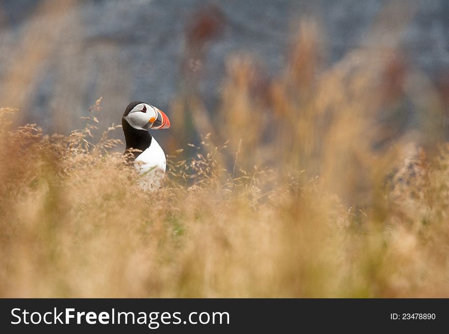 Cute puffin bird hiding in yellow grass and flowers