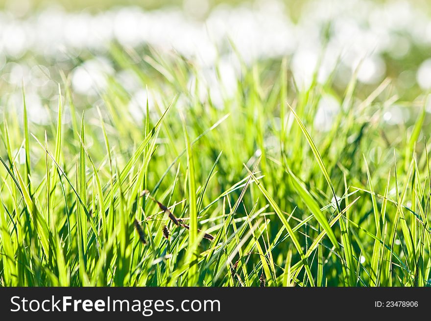 Fresh green grass abstract with blurred top part