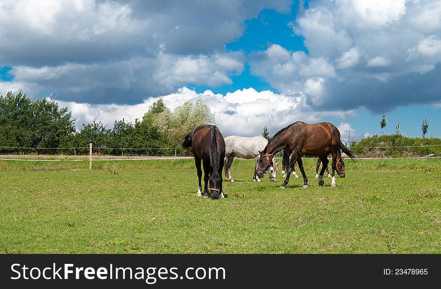 Grazing horses on grass field with dramatic blue sky
