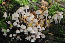 Sulphur Tuft Fungi &x28;Hypholoma Fasciculare&x29; Stock Photos
