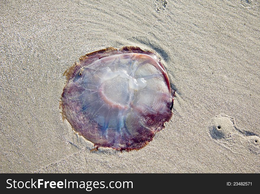 A orange brown mushroom jellyfish (rhopilema verrilli) is burrowed in the sand on the beach in South Carolina at low tide.