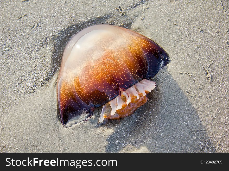 A orange brown mushroom jellyfish (rhopilema verrilli) is on the sand on the beach in South Carolina at low tide.