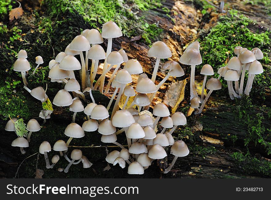 A large group of Sulphur tuft fungi, growing prolifically, on a rotten fallen tree. A large group of Sulphur tuft fungi, growing prolifically, on a rotten fallen tree.