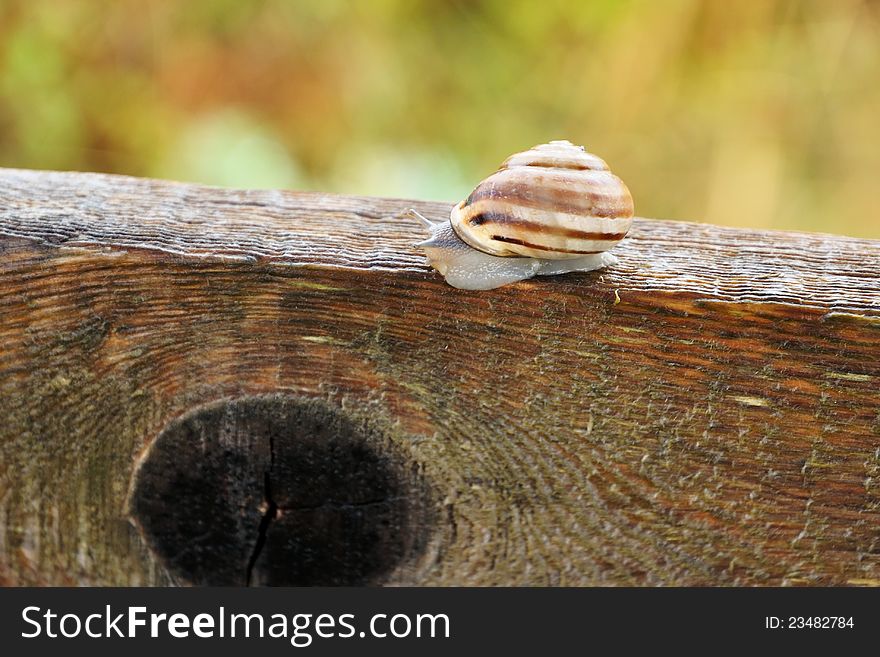 Banded snail on a piece of wood in detail
