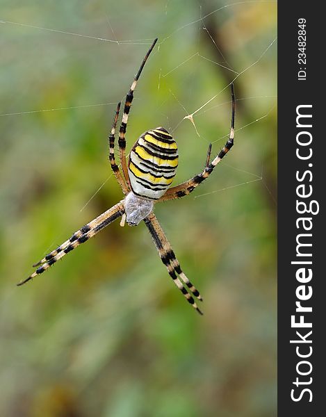 Spider Argiope bruennichi sits in a web