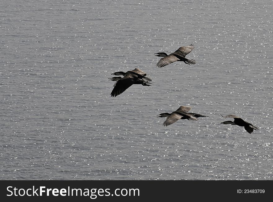 Some cormorants flying over the ocean. Photo taken in west Africa. Some cormorants flying over the ocean. Photo taken in west Africa.