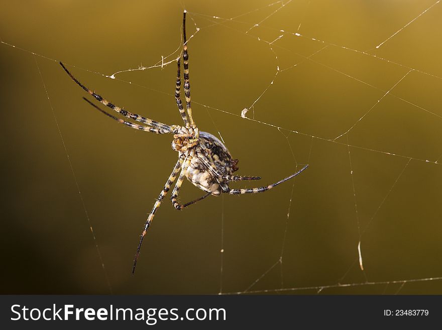 Argiope lobata spider hanging on the network