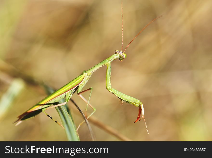 Predatory mantis lurking in the grass for prey. Predatory mantis lurking in the grass for prey