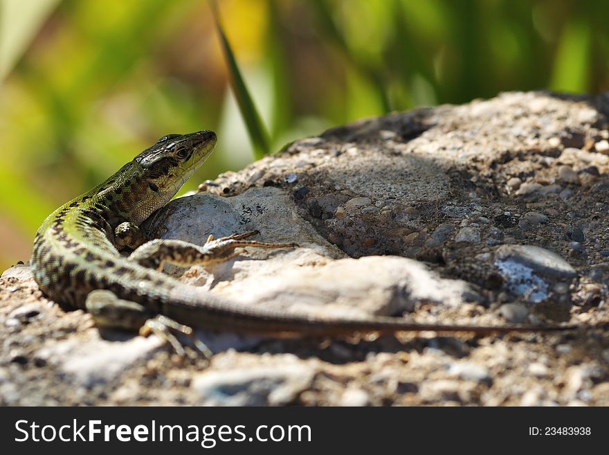 Shy lizard Podarcis siculus on stone