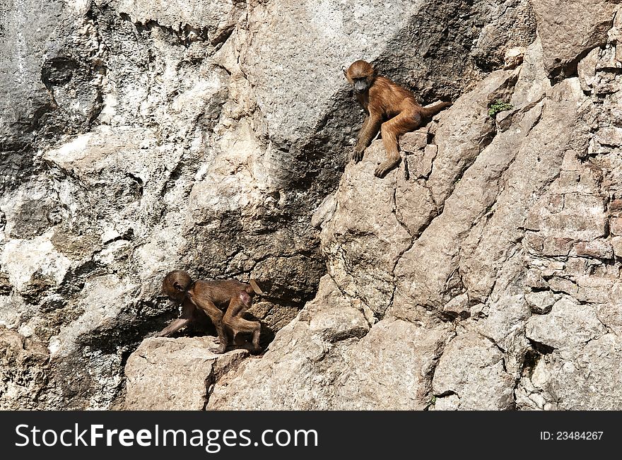 Young baboons playing on a cliff.