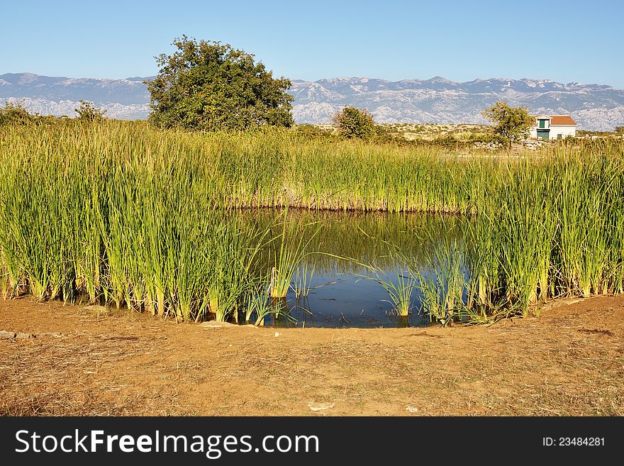 Pond In The Reeds