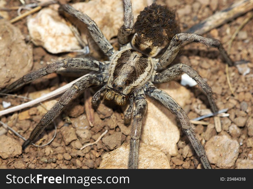 Lycosa tarantula spider with young on back