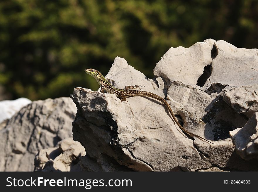 Lizard Podarcis taurica is basking on a rock