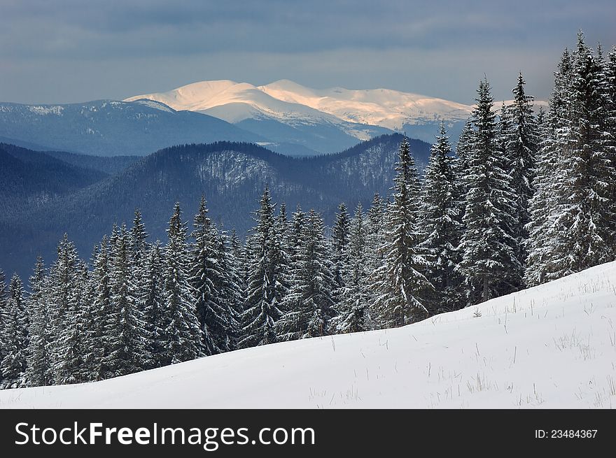 Winter landscape with fur-trees and fresh snow. Ukraine, Carpathians