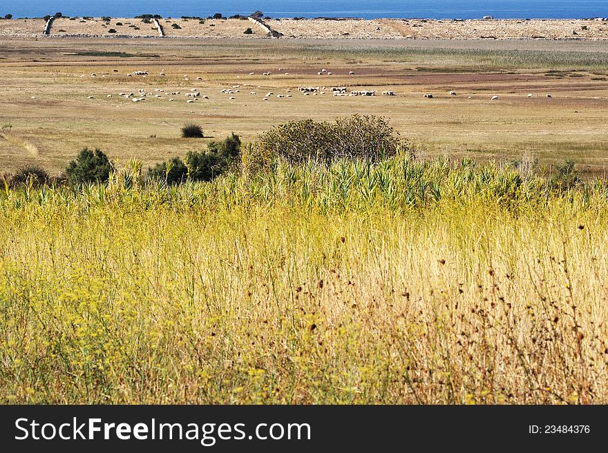 Autumn landscape on the island of Pag. Autumn landscape on the island of Pag