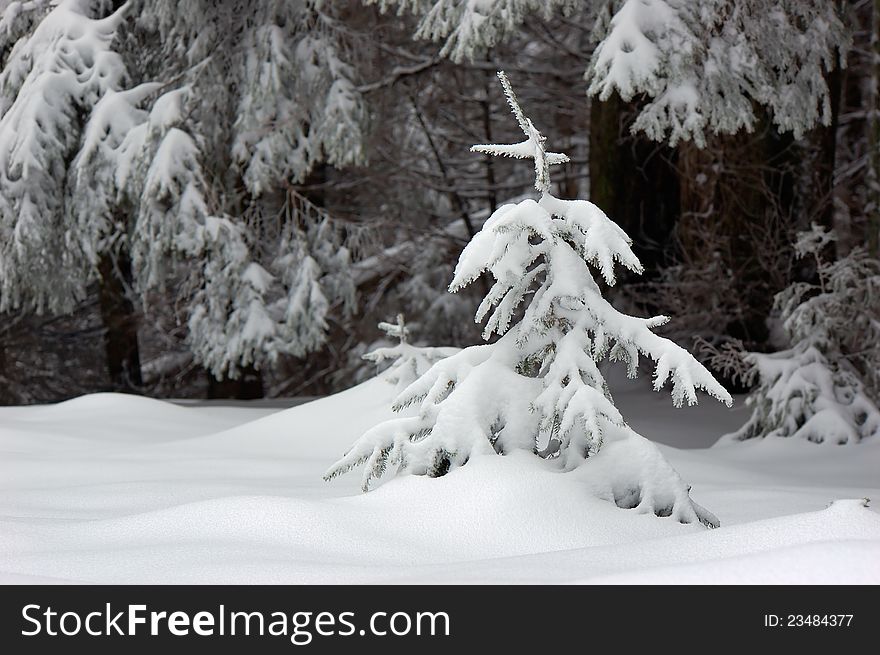 Winter background with a snow-covered wood landscape and a small fur-tree. Ukraine, Carpathians