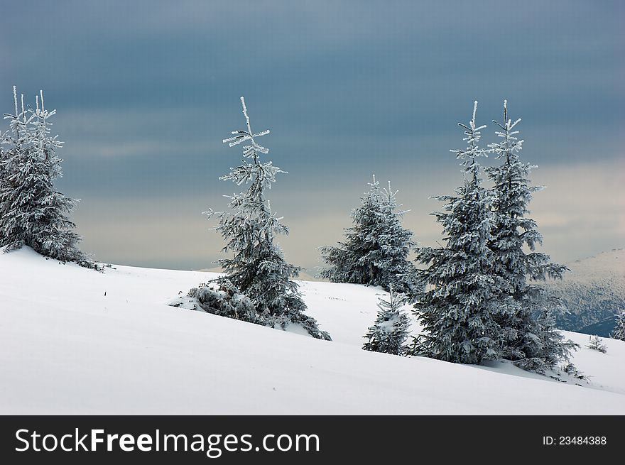 Winter background with a snow-covered wood landscape and a small fur-tree. Ukraine, Carpathians