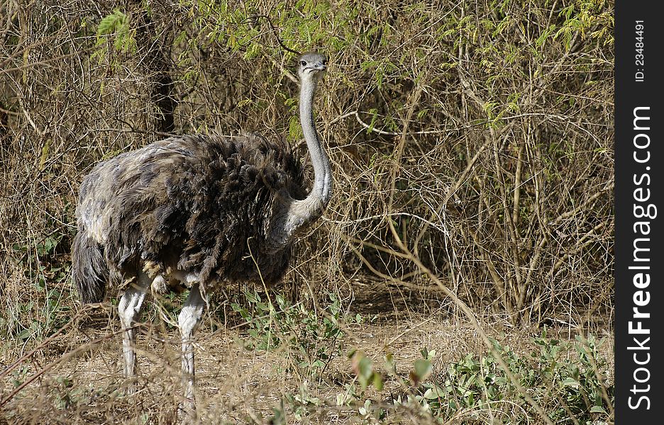 Ostrich in the savannah photographed in Africa.