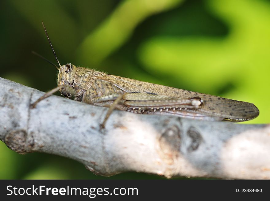 Large grasshopper sitting on the trunk