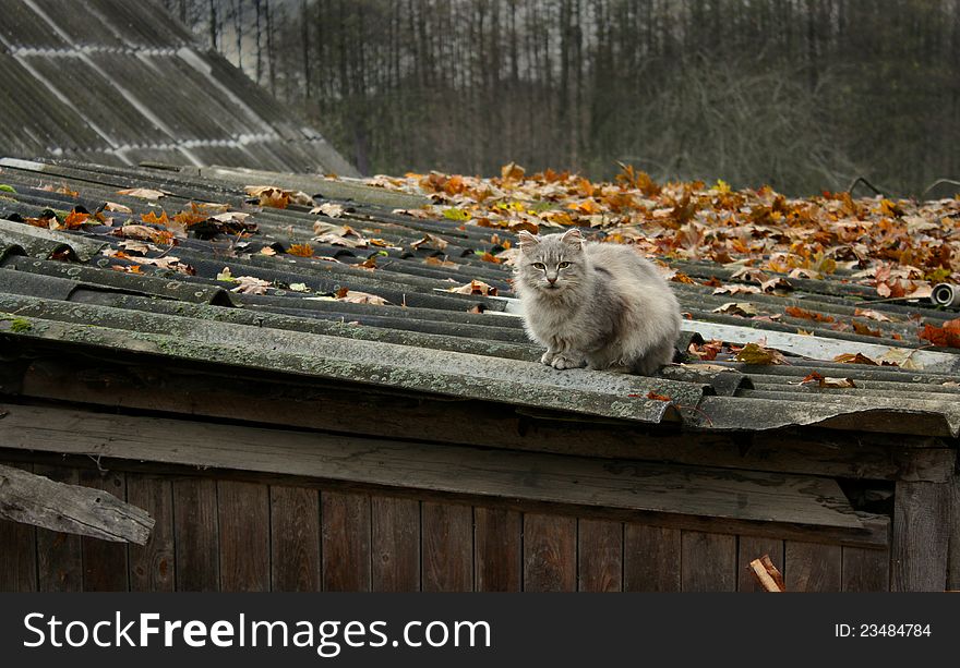 Village cat sitting on the roof old house. Village cat sitting on the roof old house