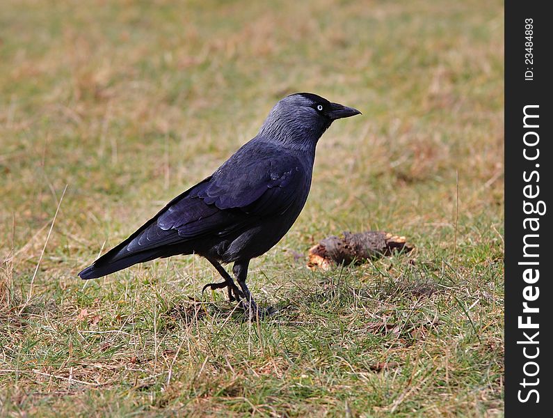 The Jackdaw (Corvus monedula) standing in the grass. The Jackdaw (Corvus monedula) standing in the grass