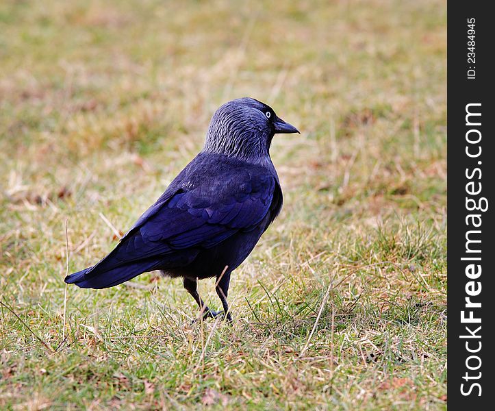 The Jackdaw (Corvus monedula) standing in the grass. The Jackdaw (Corvus monedula) standing in the grass