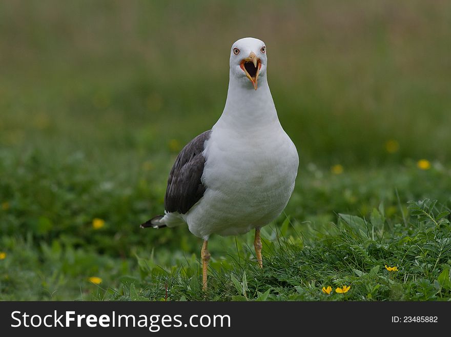 Lesser Black-backed Gull standing and shouting on the grass