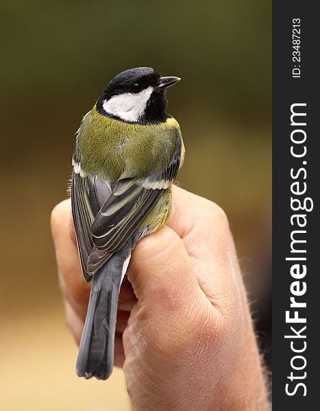 Small titmouse bird sitting on a hand