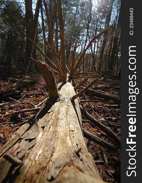 Fallen pine tree in Maryland State Park