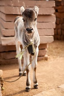 Indian White Cow Baby Stock Photos Indian White Cow Baby Stock Photos