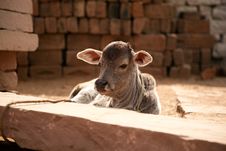 Indian White Cow Baby Stock Photo Indian White Cow Baby Stock Photo