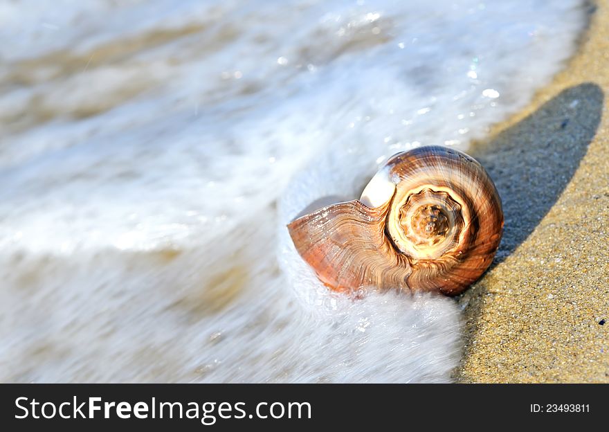 Shell in the sea