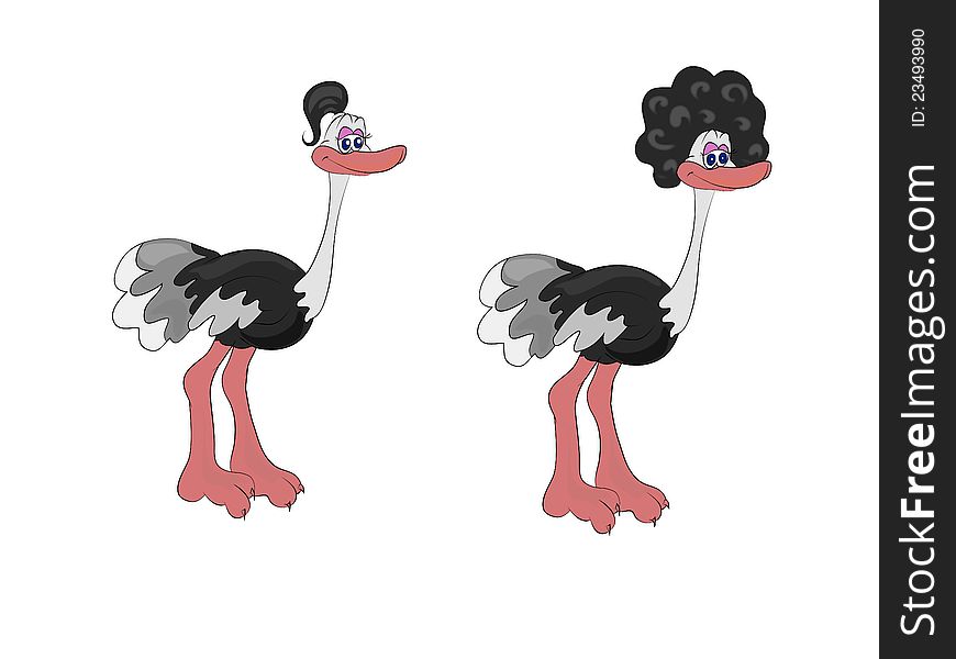 The African ostrich with different hairdresses